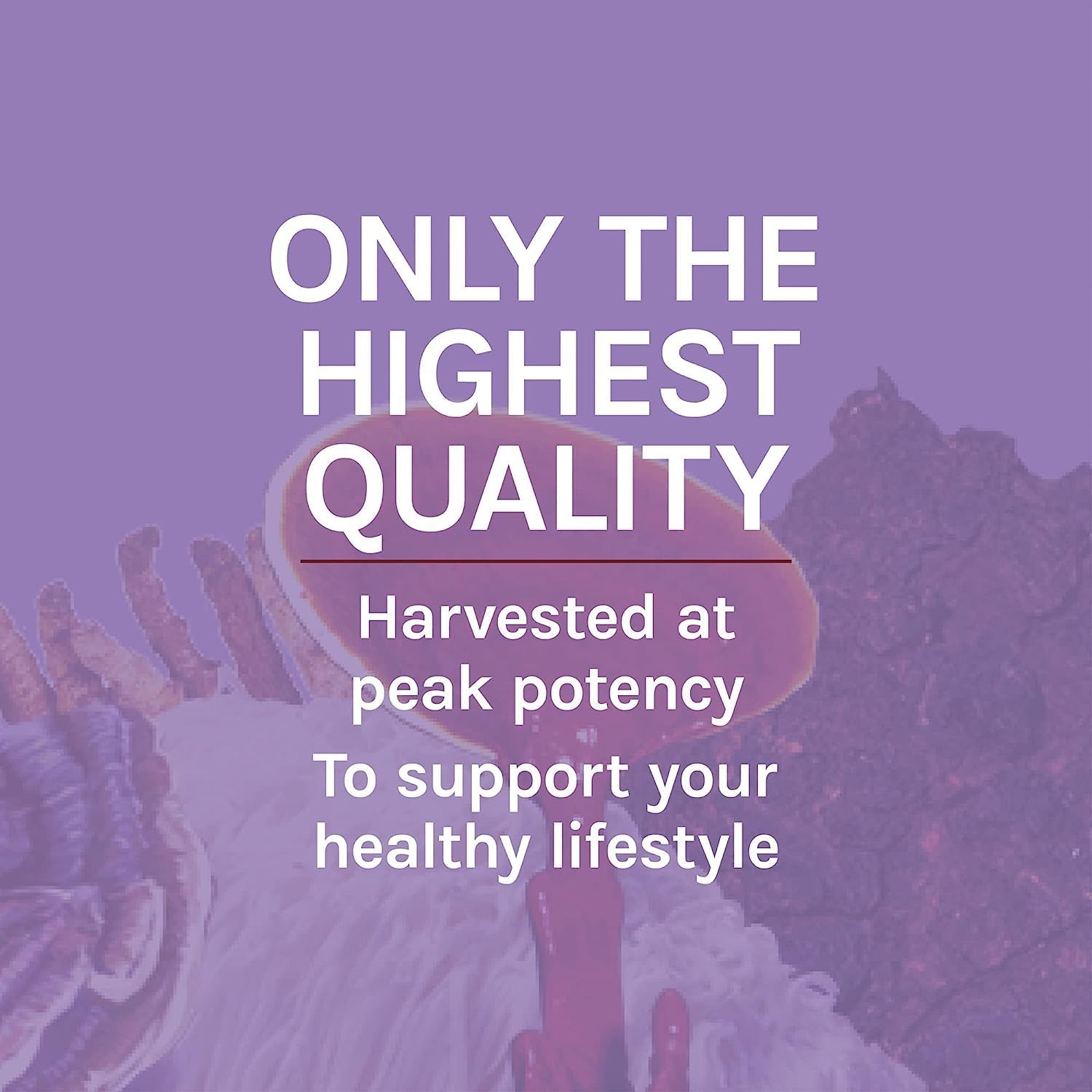 Host Defense Mushrooms Lion's Mane - Supplement Capsules for Brain Health Support - Mushroom Support for Focus & Memory Function - Immune & Nervous System Supplement - 60 Capsules (30 Servings)*