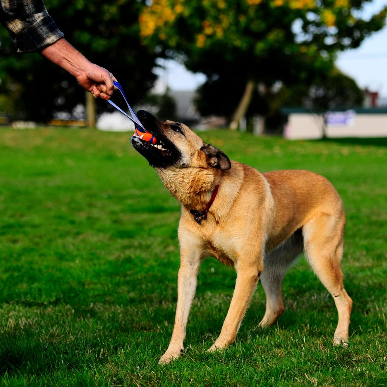 Chuckit! Ultra Tug Dog Toy - Ultra Ball on a Durable Nylon Cord Handle - Fetch and Tug-of-War Toy for Dogs - Size Large - For Breeds 60-100 lbs - 3-inch Diameter - Orange and Blue